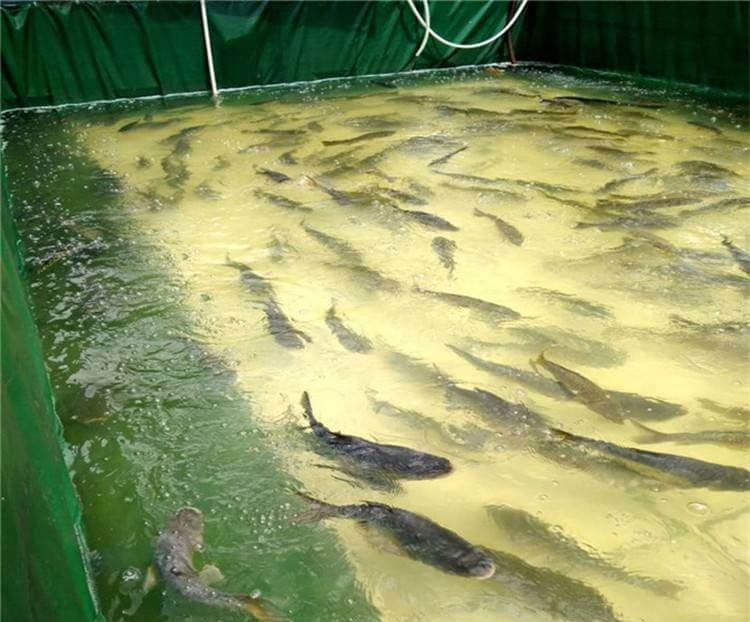 aquaculture-water-ozone-application Ozone for aquaculture water
