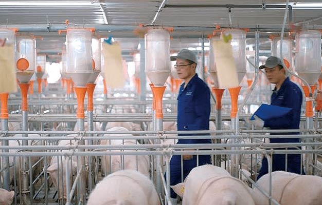 Livestock-and-poultry-farming Livestock-and-poultry-farming