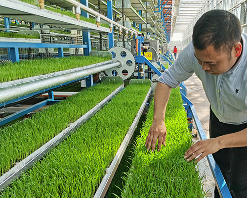 Application of ozone in agricultural planting