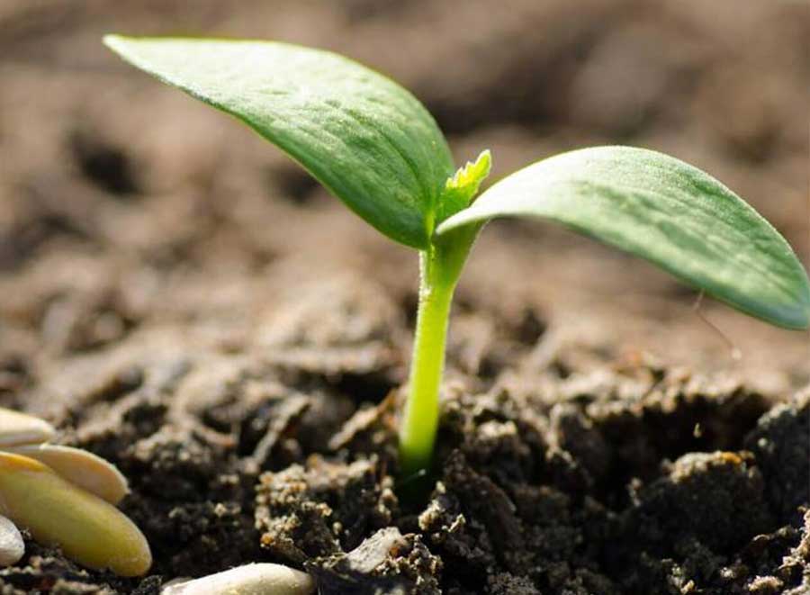 ozone-generator-in-agricultural-1 ozone-generator-in-agricultural-1
