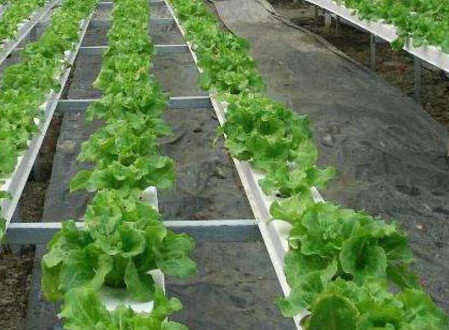 ozone-generator-in-agricultural ozone-generator-in-agricultural